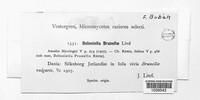 Beloniella brunellae image